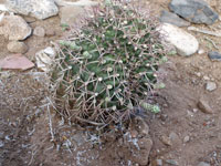 Gymnocalycium schickendantzii