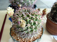 Gymnocalycium schickendantzii