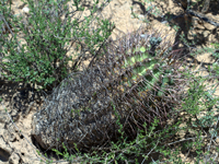 Gymnocalycium schickendantzii