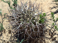 Gymnocalycium schickendantzii