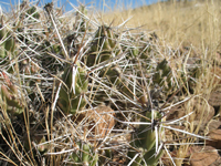 Grusonia schottii