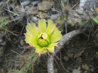 Grusonia schottii