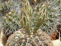 Gymnocalycium schroederianum