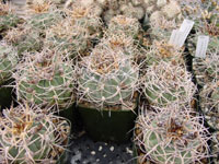 Gymnocalycium spegazzinii