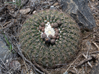 Gymnocalycium spegazzinii