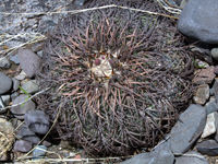 Gymnocalycium spegazzinii