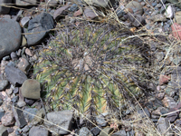 Gymnocalycium spegazzinii