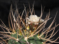 Gymnocalycium spegazzinii