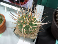 Gymnocalycium spegazzinii