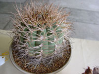 Gymnocalycium spegazzinii