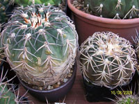 Gymnocalycium spegazzinii