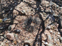 Gymnocalycium spegazzinii