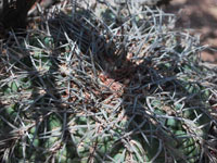 Gymnocalycium spegazzinii