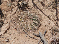 Gymnocalycium spegazzinii