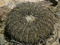 Gymnocalycium spegazzinii