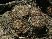 Gymnocalycium spegazzinii