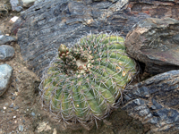 Gymnocalycium spegazzinii