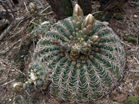 Gymnocalycium spegazzinii