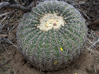 Gymnocalycium spegazzinii