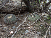 Gymnocalycium spegazzinii