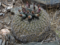 Gymnocalycium spegazzinii