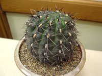 Gymnocalycium striglianum