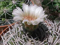 Gymnocalycium stuckertii