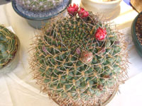 Gymnocalycium tillianum