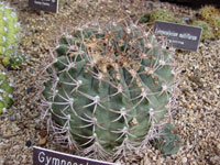 Gymnocalycium tillianum