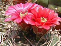 Gymnocalycium tillianum