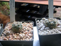 Gymnocalycium uebelmannianum