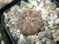 Gymnocalycium uruguayense