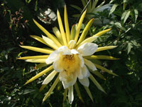 Hylocereus costaricensis