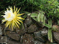 Hylocereus costaricensis