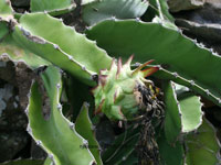 Hylocereus costaricensis