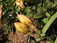 Hylocereus costaricensis