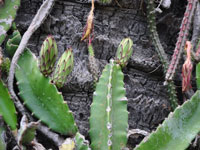 Hylocereus costaricensis