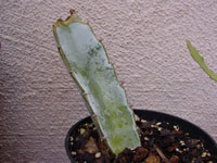 Hylocereus ocamponis