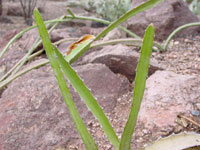 Hylocereus polyrhizus