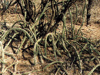Harrisia pomanensis