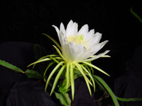 Hylocereus undatus