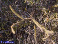 Leptocereus arboreus