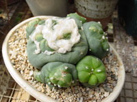 Lophophora diffusa