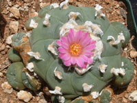 Lophophora williamsii