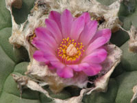 Lophophora williamsii