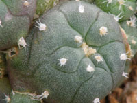 Lophophora williamsii