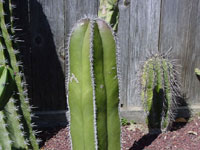 Pachycereus marginatus