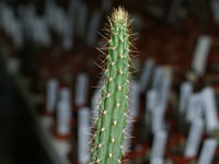 Leptocereus maxonii