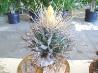 Leuchtenbergia principis