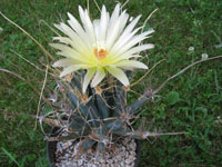 Leuchtenbergia principis